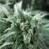 Kuchi Feminized Marijuana Seeds | Kuchi Feminized Strain | The Seed Fair