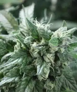 Kuchi Feminized Marijuana Seeds | Kuchi Feminized Strain | The Seed Fair