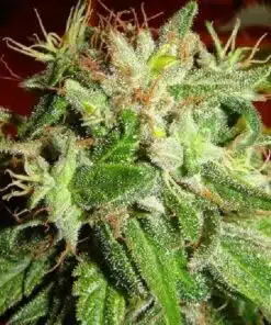 Kushadelic Feminized Marijuana Seeds | Kushadelic Feminized Strain | The Seed Fair