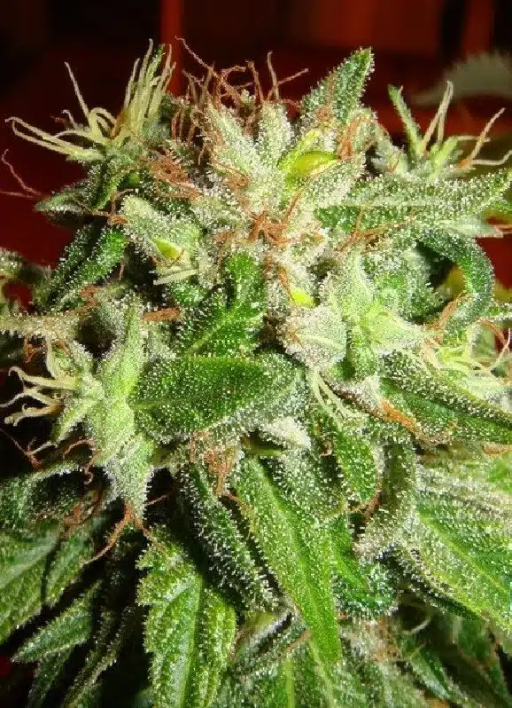 Kushadelic Feminized Marijuana Seeds | Kushadelic Feminized Strain | The Seed Fair