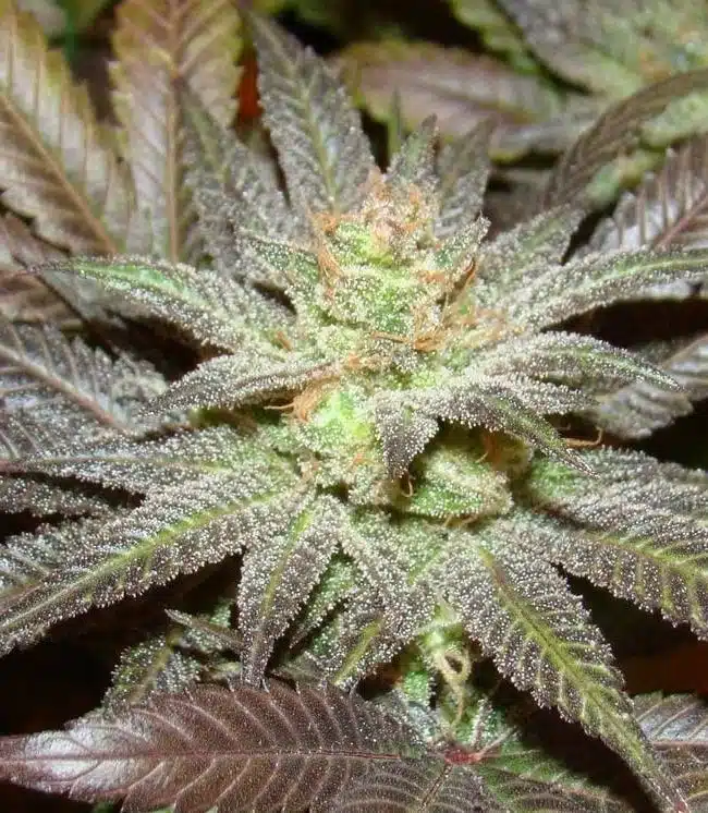 OG LA Affie Feminized Marijuana Seeds | OG LA Strain | The Seed Fair