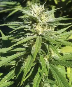 Lamborghini Feminized Marijuana Seeds | Lamborghini Feminized Strain | The Seed Fair