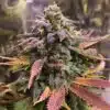 Laughing Buddha Feminized Marijuana Seeds | Laughing Buddha Strain | The Seed Fair