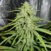 Le Silver Royale Feminized Marijuana Seeds | Le Silver Royale Strain | The Seed Fair