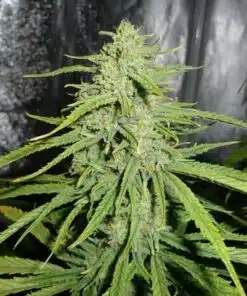 Le Silver Royale Feminized Marijuana Seeds | Le Silver Royale Strain | The Seed Fair