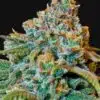 Liberty Haze Feminized Marijuana Seeds | Liberty Haze Strain