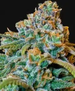 Liberty Haze Feminized Marijuana Seeds | Liberty Haze Strain