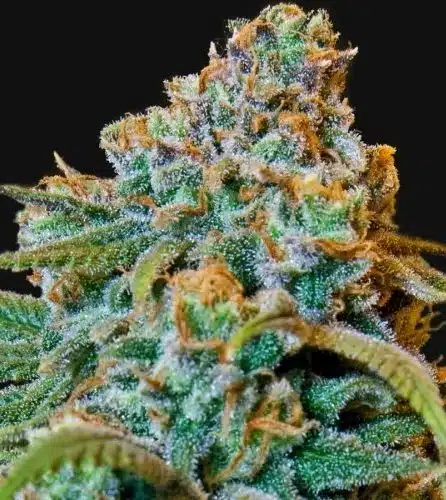 Liberty Haze Feminized Marijuana Seeds | Liberty Haze Strain
