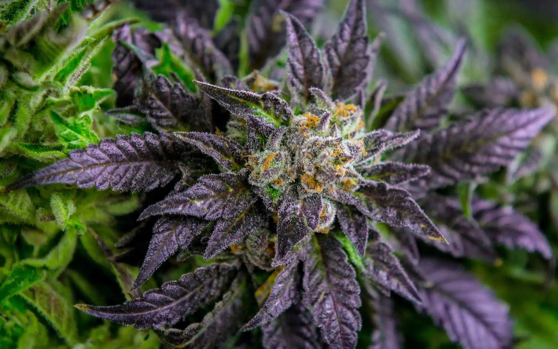 Lime Purple Mist Feminized Marijuana Seeds | Lime Purple Mist Strain | The Seed Fair