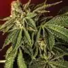 Liquid Butter Feminized Marijuana Seeds | Liquid Butter Strain | The Seed Fair