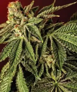 Liquid Butter Feminized Marijuana Seeds | Liquid Butter Strain | The Seed Fair