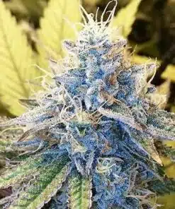Lucky Feminized Marijuana Seeds | Lucky Feminized Strain | The Seed Fair
