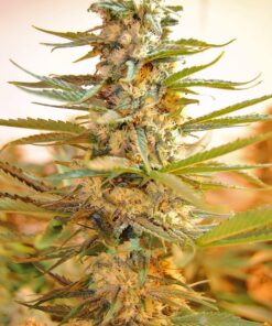 M-39 Feminized Marijuana Seeds | M-39 Feminized Strain | The Seed Fair