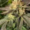 Mad Scientist Feminized Marijuana Seeds | Mad Scientist Strain | The Seed Fair