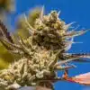 Magic Beans OG Feminized Marijuana Seeds | Magic Beans OG Strain | The Seed Fair