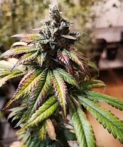 Majestic 12 Feminized Marijuana Seeds | Majestic 12 Strain | The Seed Fair