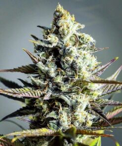 Marionberry Kush Feminized Marijuana Seeds | Marionberry Kush Strain | The Seed Fair