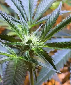 Mars OG Feminized Marijuana Seeds | Mars OG Strain | The Seed Fair