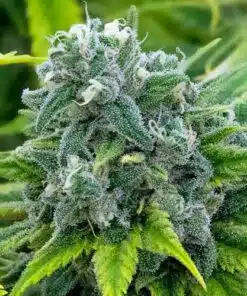 Maui Wowie Feminized Marijuana Seeds | Maui Wowie Strain | The Seed Fair