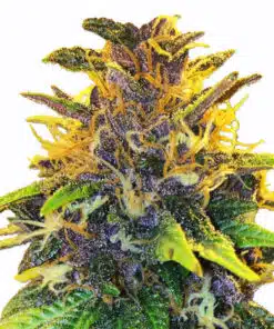 Medibud Feminized Marijuana | Medibud Feminized Strain | The Seed Fair
