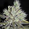 MediHaze Feminized Marijuana Seeds | Medihaze Feminized Strain | The Seed Fair