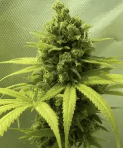 Medicine Man Feminized Marijuana Seeds | Medicine Man Strain | The Seed Fair