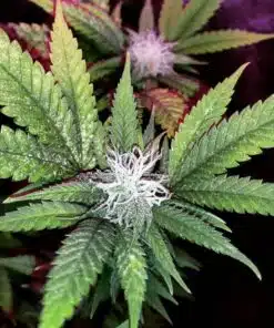 Milky Way Feminized Marijuana Seeds | Milky Way Strain | The Seed Fair