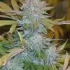 Mint Chocolate Feminized Marijuana Seeds | Mint Chocolate Strain | The Seed Fair