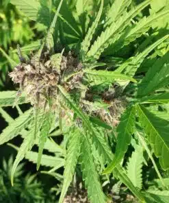 Mother of Berries Feminized Marijuana Seeds | Mother Of Berries Strain | The Seed Fair