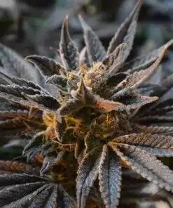 Mother’s Helper Feminized Marijuana Seeds | Mother's Helper Strain | The Seed Fair