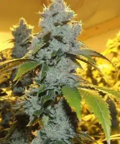 Motorbreath #15 Feminized Marijuana Seeds | Motorbreath #15 Strain | The Seed Fair