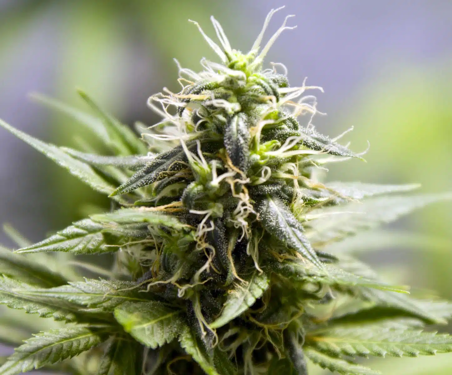 Mr. Nice Feminized Marijuana Seeds | Mr. Nice Strain | The Seed Fair