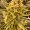 Mr. Tusk Feminized Marijuana Seeds | Mr. Tusk Strain | The Seed Fair
