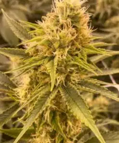Mr. Tusk Feminized Marijuana Seeds | Mr. Tusk Strain | The Seed Fair