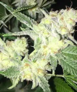 Ms. Universe Feminized Marijuana Seeds | Ms. Universe Strain | The Seed Fair