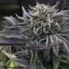 Mt Rainier Feminized Marijuana Seeds | Mt. Rainier Strain | The Seed Fair