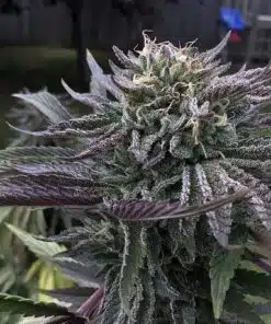 Mt Rainier Feminized Marijuana Seeds | Mt. Rainier Strain | The Seed Fair