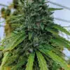 Nicole Kush Feminized Marijuana Seeds | Nicole Kush Strain | The Seed Fair