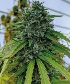 Nicole Kush Feminized Marijuana Seeds | Nicole Kush Strain | The Seed Fair