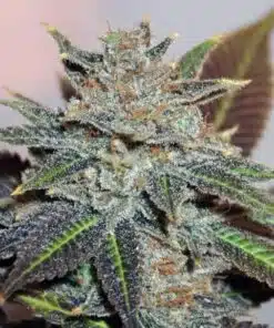 Night Nurse Feminized Marijuana Seeds | Night Nurse Strain | The Seed Fair