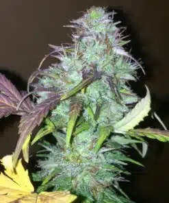 NY-47 Feminized Marijuana Seeds | NY-47 Feminized Strain | The Seed Fair