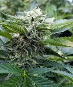 OG Chem Feminized Marijuana Seeds | OG Chem Strain | The Seed Fair