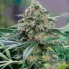 OG Los Angeles Kush Feminized Marijuana Seeds | OG Los Angeles Strain | The Seed Fair