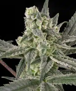 Old School OG Feminized Marijuana Seeds | Old School Strain | The Seed Fair