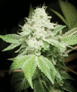Original Glue Feminized Marijuana Seeds | best feminized seeds