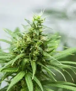 P-51 Feminized Marijuana Seeds | P-51 Feminized Strain | The Seed Fair