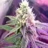 Pandora’s Box Feminized Marijuana Seeds | Pandora's Box Strain | The Seed Fair