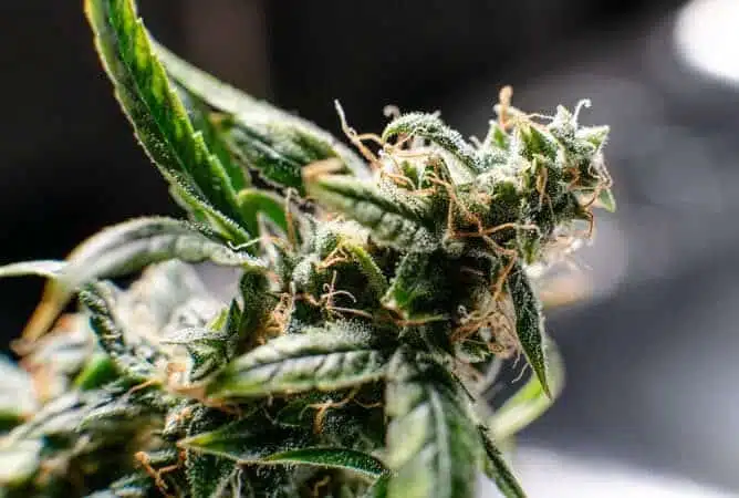 Paris OG Feminized Marijuana Seeds | Paris OG Strain