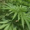 Petrolia Headstash Feminized Marijuana Seeds | Petrolia Headstash Strain | The Seed Fair