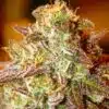 Pokie Feminized Marijuana Seeds | Pokie Feminized Strain | The Seed Fair